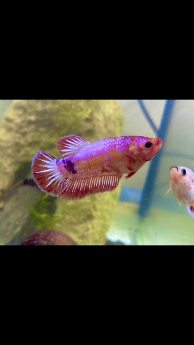 Photographie du post de Nalia 