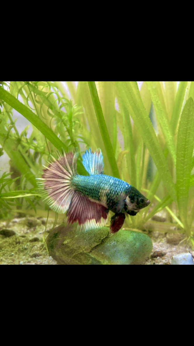 Photographie du post de Nalia 