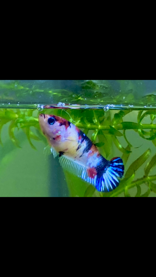 Photographie du post de Nalia 