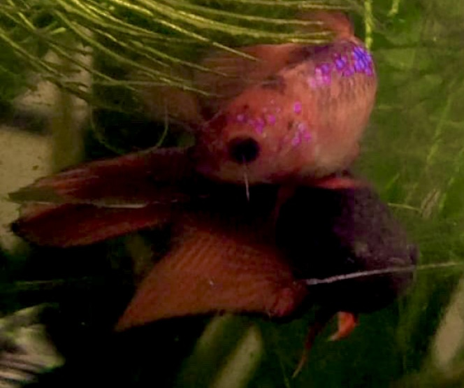 Photographie du post de Nalia 