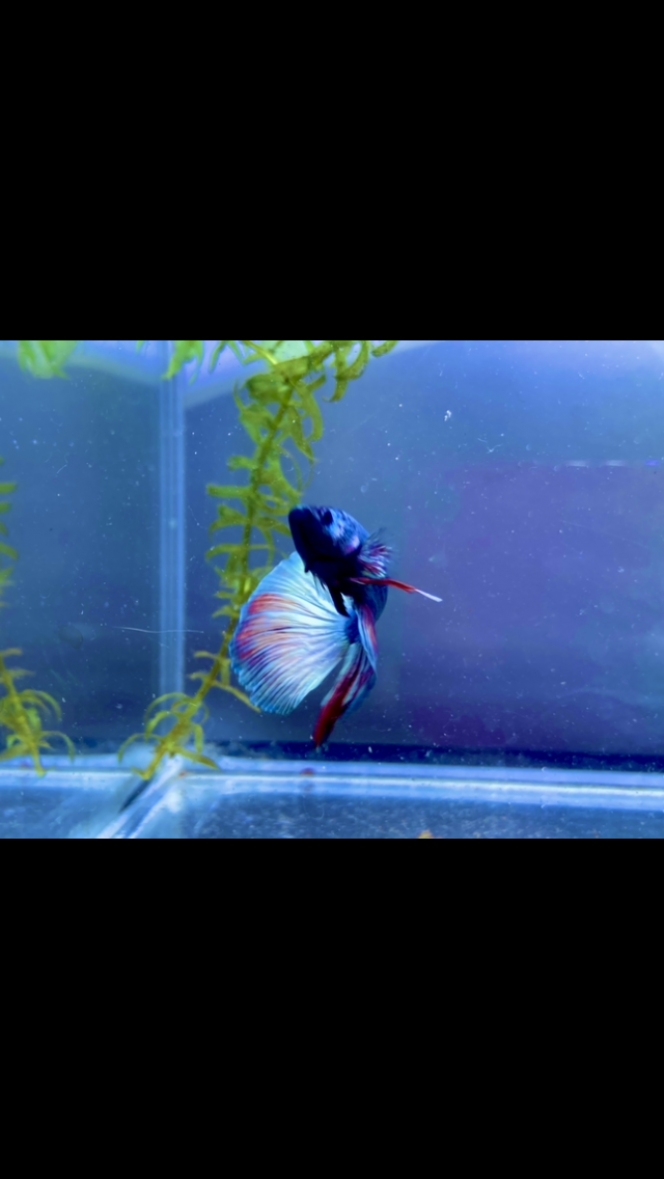 Photographie du post de Nalia 