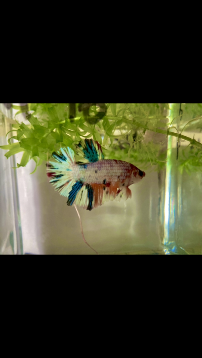 Photographie du post de Nalia 