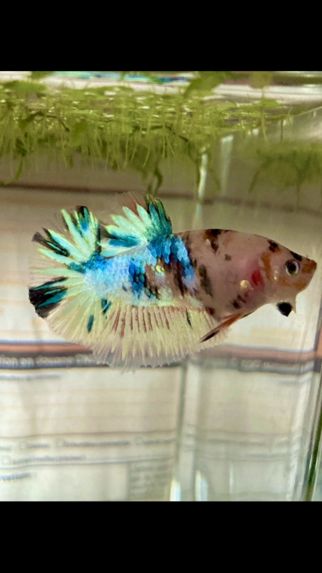 Photographie du post de Nalia 