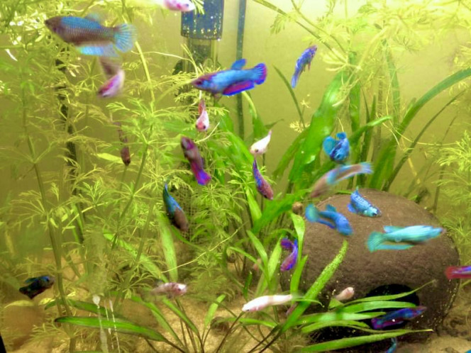 Photographie du post de Nalia 