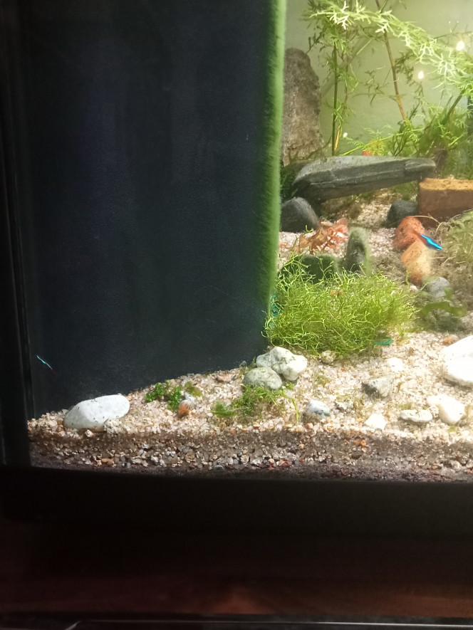 Néon asocial Salut à tous, j'ai un petit néon inesis pas comme les autres dans mon aquarium. Il reste à l'écart du banc. Certe, il est un peu plus petit mais il mange bien et il va se promener sans problème dans le reste du bac. Cependant ce qu'il préfère c'est rester dans son coin (à gauche sur la photo) et gare à celui qui s'aventure sur son territoire, il se fait chasser quelque soit sa taille. Bref c'est un néon territorial qui ne vit pas en banc. Il est unique et c'est un peu mon préféré.