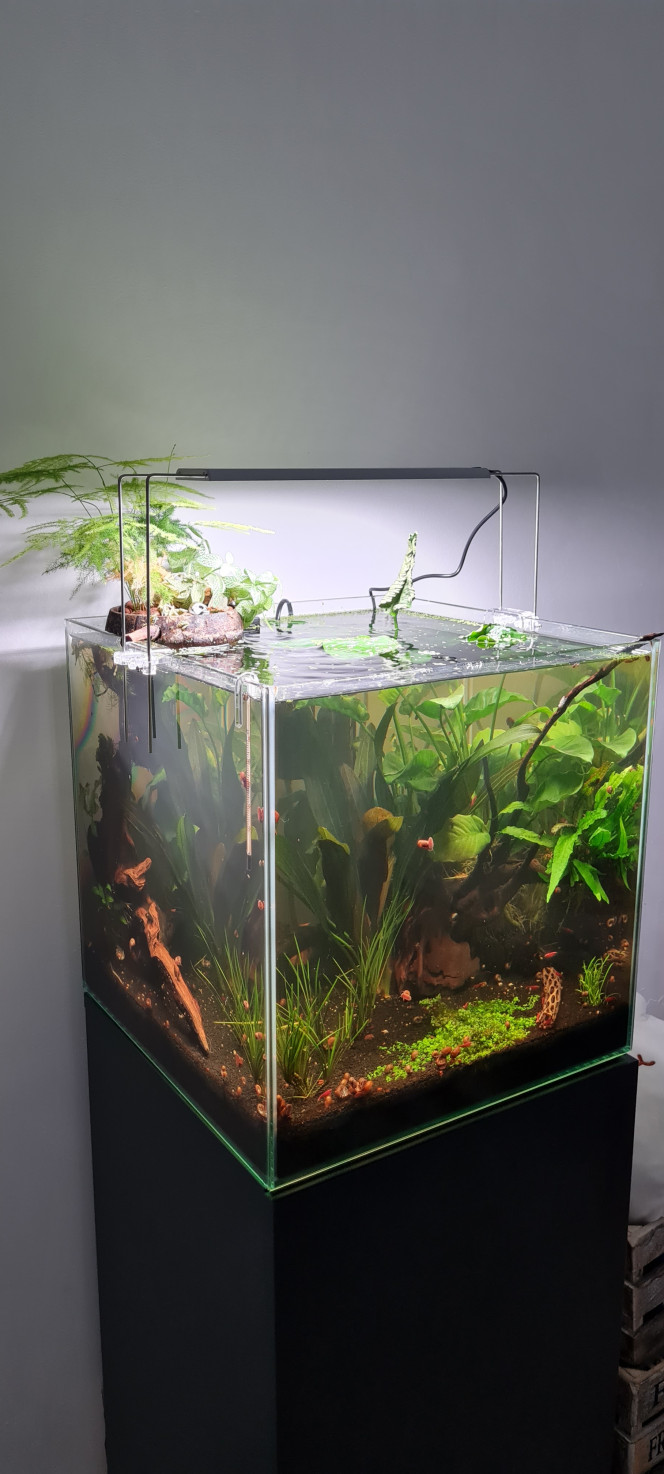 Changement de rampe Nouvelle rampe Chihiros A301, c'est bien plus lumineux !