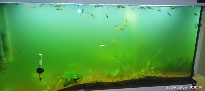 après un passage médicamenteux Voilà le résultat malgré changement plus que partiel d eau, nettoyage filtre plusieurs fois,remise de bactéries. La  j ai mis charbon actif dans mes 2 pompes filtres j ai bon espoir de régler le problème surtout que ci dessous regardez les constantes de mon eau je suis pas inquiet !bien à vous les aquariophilies.