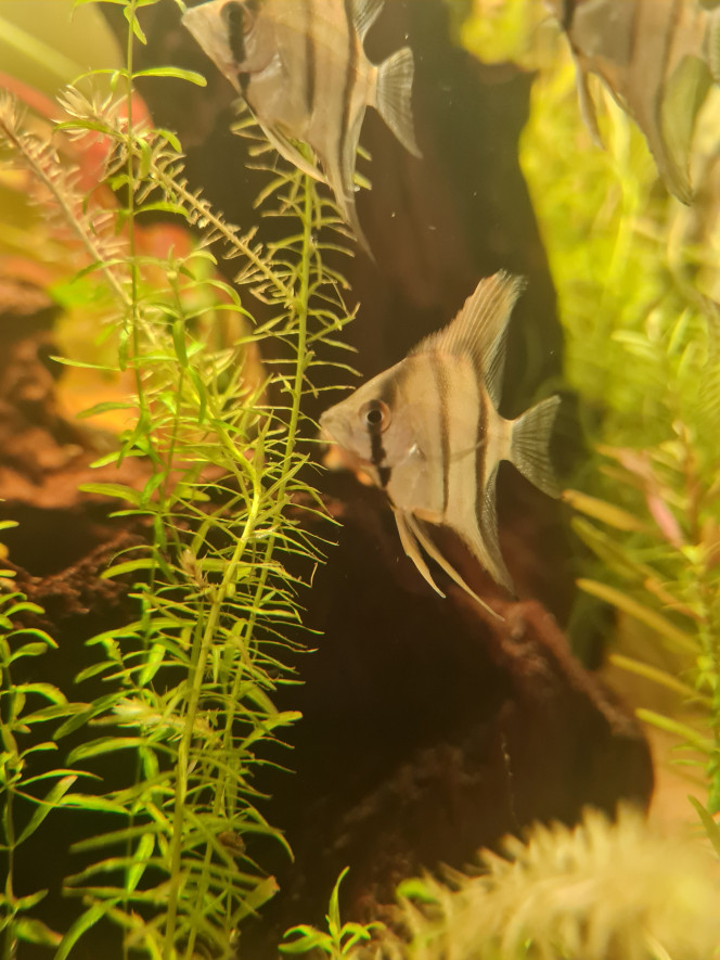 Nouvelles arrivant Toute les chambres de l'aquarium sont occupée. 
Hôtel : 
COMPLET