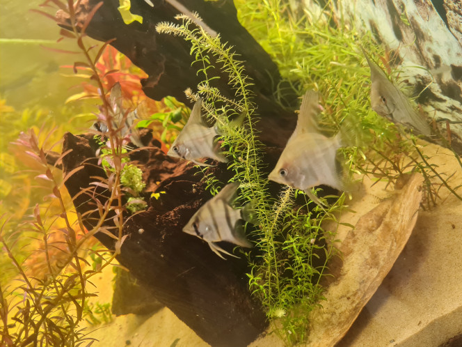 Nouvelles arrivant Toute les chambres de l'aquarium sont occupée. 
Hôtel : 
COMPLET