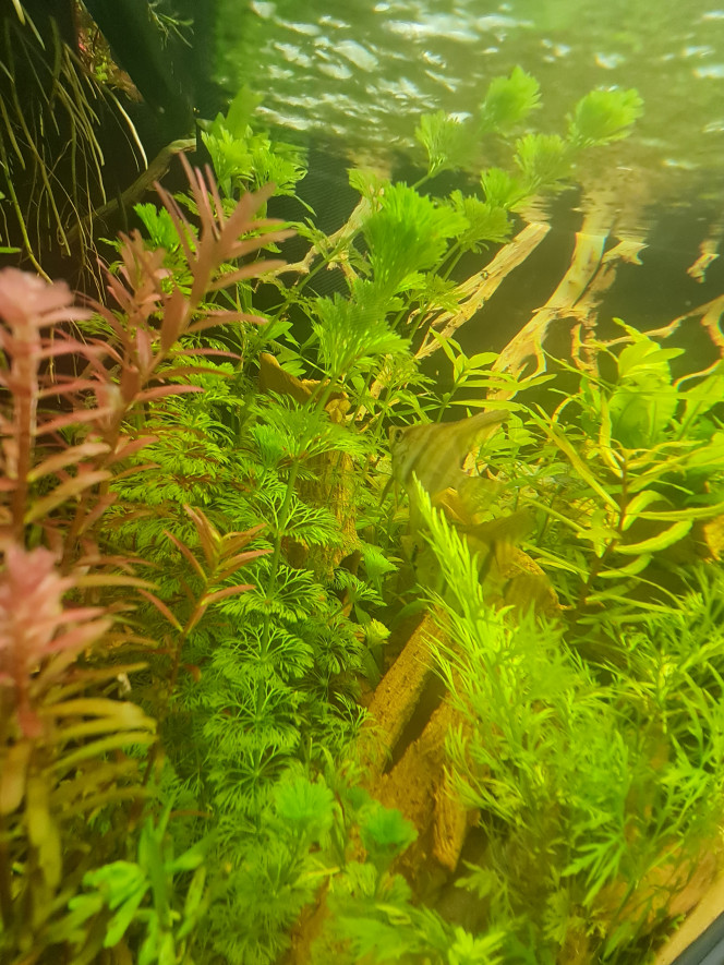 Nouvelles arrivant Toute les chambres de l'aquarium sont occupée. 
Hôtel : 
COMPLET