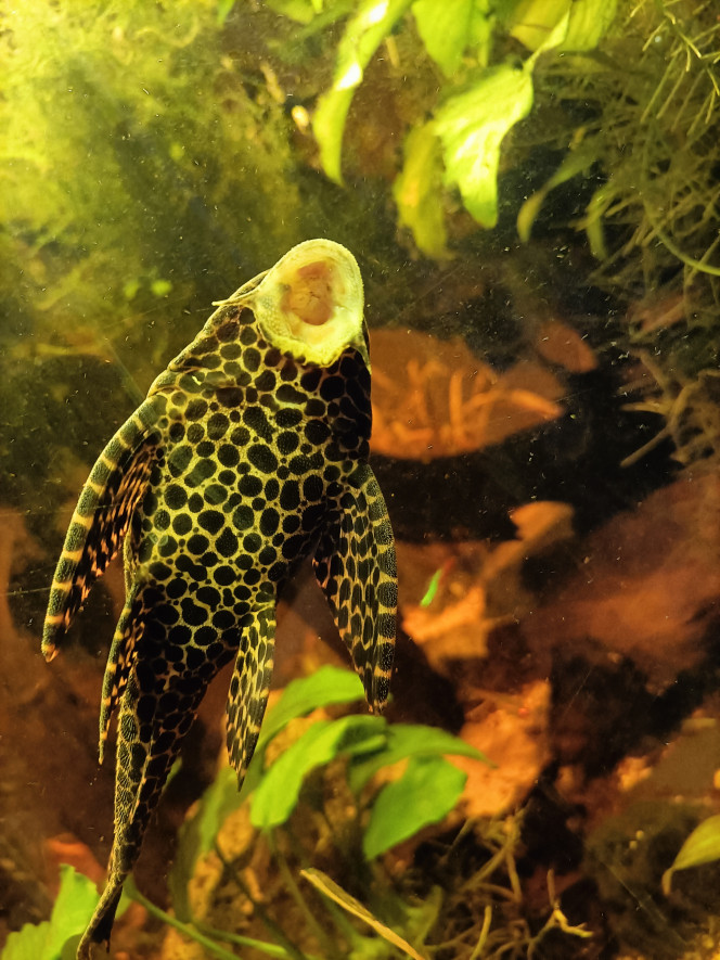 Photographie du post de Pleco 