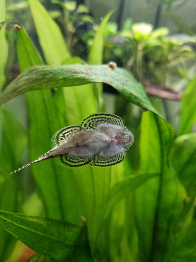 Gastromyzon La beauté de ces poissons, tellement drôle à observer !