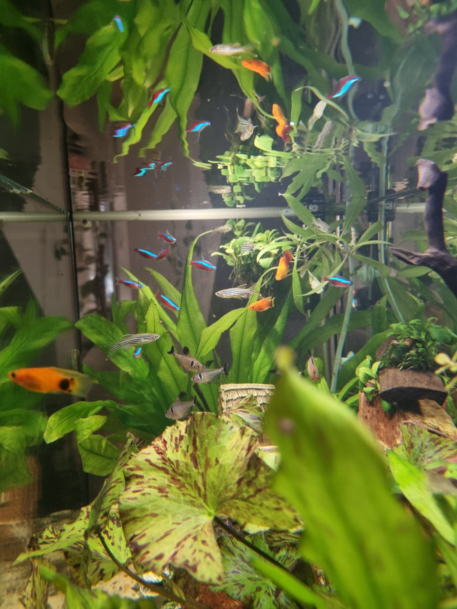 Platy Mickey Les nouveaux : les Xiphophorus maculatus