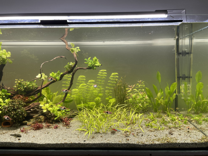 Re structuration de l’aquarium Reprise de l’ajout de CO2 ce jour + ajout de plantes