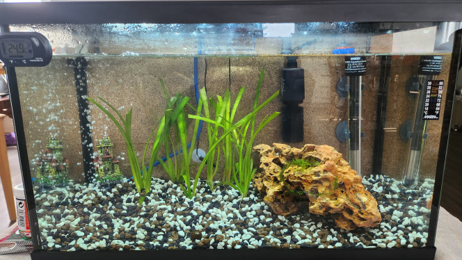 Départ de mon aquarium 