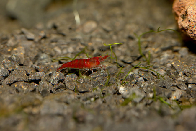 Neocaridina davidi "red cherry" Neocaridina davidi "red cherry"