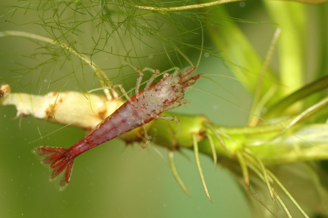 Neocaridina davidi "red cherry" Neocaridina davidi "red cherry"