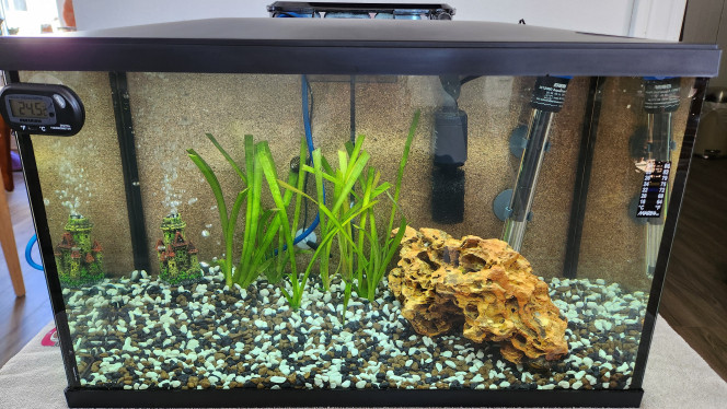 Aquarium 10 Gallons (début 2ème semaine) ... Ajout d'eau du robinet préalablement laissé 24 heure repausé (environ 10 %). ajout du produit : Aqua plus (5ml.), Ajout d'engrais pour plante aquatique (5 ml.), ajout du produit Cycle: (5ml.) ainsi que Waste control: (5ml.)