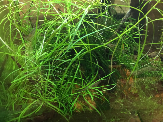 Photographie du post de Dimu 