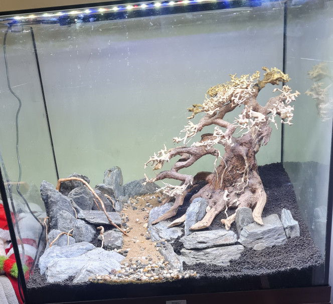Nouveau projet Achat d'un juwel 120 litre pour un projet bonsai ( aquascaping  )
Avec quelques habitants encore à définir....

Pour le projet cascade à betta, mauvaise surprise pendant le nettoyage du bac.
J'ai découvert une grosse fissure sur la vitre arrière ??? ABANDON