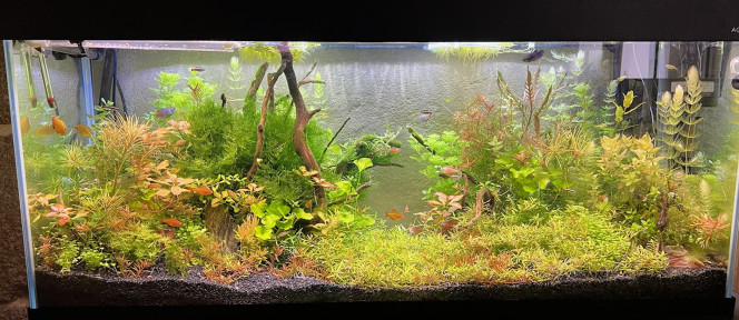 Taille plantes effectuées Les plantes etant bien reparties , recoupe hier