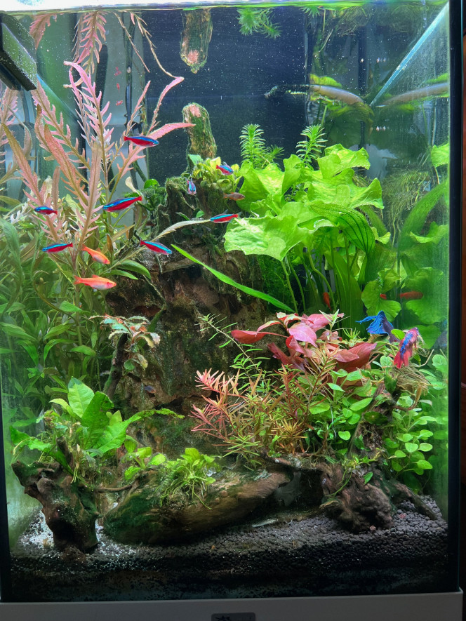 Cascade dans la jungle reprise de la croissance des  plantes et ajout au premier plan ,  après  arrêt nitrate phosphate liquide .
Taux maintenant proches de 0