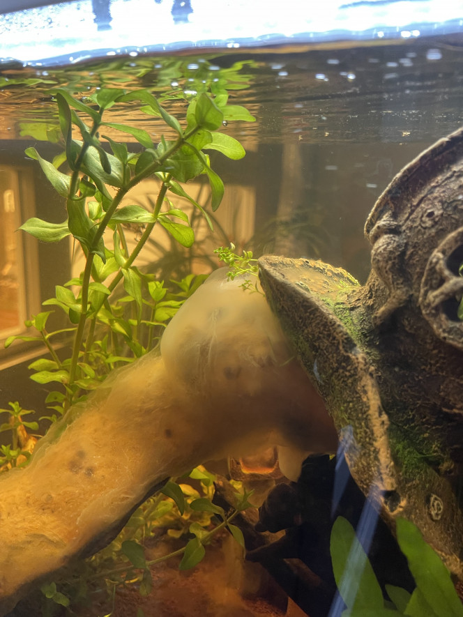 Photographie du post de Caloptopus 