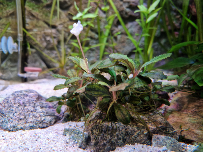 Bucephalandra en fleur 