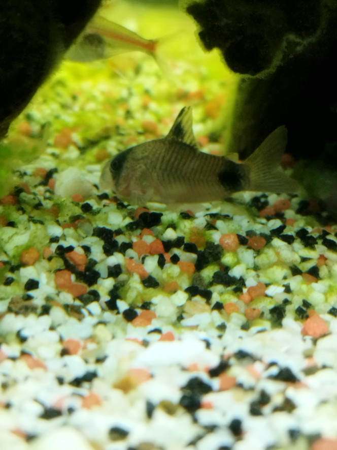 Mon plus gros corydoras panda 