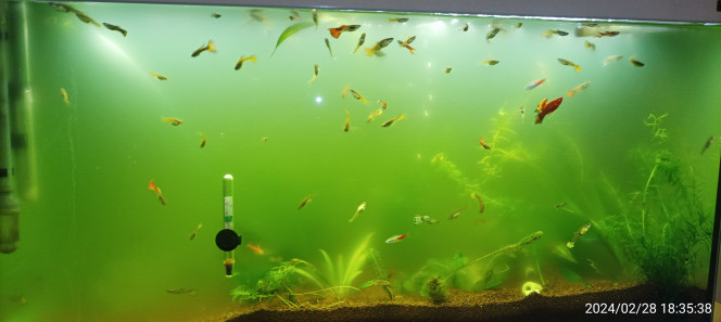 enfin Après avoir vu ça , je suis en train de réussir à remettre l eau de mon mac comme avant voir photo ci-dessus en12h par rapport à celle là 12h av je suis content. En plus le paramètres de l eau sont super belles un léger pick CO2 mais rien de grave je la mets plus haut. Tout ces problème à cause d'un traitement médicamenteux et dieu sait que j'en ai déjà fait et je n'ai jamais eu aucun problème là j'ai nettoyé le bac complet 3 fois le sable tous les pompes même les nouilles tout les uns après les autres pour pas que toutes les bactéries crèvent en même temps sans mentir j'ai fait le bac 3 fois intégralement je savais plus quoi faire l'eau retenait trouble elle le lendemain elle était verte comme cette photo et donc j'ai regardé sur internet heureusement j'avais une pompe à UV que vous allez voir sur les photos du dessus c'est une pompe UV pas bien puissante parce que il y a qu'une ampoule de 11 watts dedans ah bah ça normalement que j'ai adapté pour mon bac et de plus j'ai mis du filtre sable à piscine neuf évidemment intercalé dans mes filtres bien nettoyer j'ai pris les paramètres quand ils étaient lavés propre ça ne bougeait aucun paramètre donc j'ai dit hop j'y vais donc dans mes deux ponts il y a du sable filtrant à piscine et mon filtre UV qui a donné de cette photo là à celle du dessus en une douzaine d'heures je pense qu'en 3 jours le problème est réglé mais j'ai vu que il fallait continuer 2 jours après avoir réglé le problème voilà mes petits secrets mais franchement c'est la première fois je vous conseille pas d'acheter ce fameux médicament qui s'appelle le général tonique de chez Tetra déjà c'est indélébile vous en mettez sur le plastique du bac il faut carrément gratter le bac pour pouvoir l'enlever donc c'est corrosif et apparemment ça mes problèmes venaient de là quoi pour avoir tout laver et tout au bicarbonate de soude et ça revenait quand même trouble et de nouveau vers exetera exetera je pense avoir trouvé comment le palier en espérant que ça tienne dans le temps avoir à suivre merci à bientôt