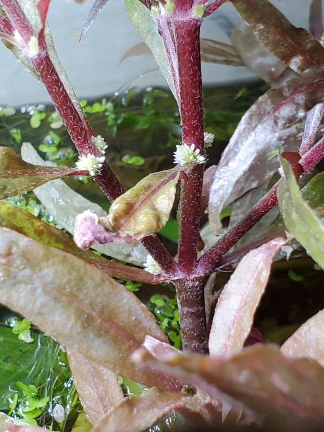 Fleurs de Ludwigia repens ? Est-ce bien des fleurs ? Il y en a quasiment à chaque liaison entre les feuilles et la tige de la partie émergée de mes ludwigia repens