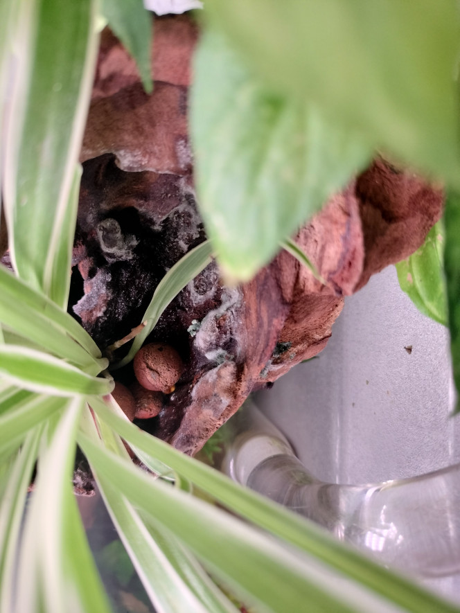 Moisi sur racine J'ai ajouté des plantes émergées que j'ai installé dans une racine creuse mais je viens de voir qu'il y avait de la moisissure. Savez-vous comment je pourrais remédier à cela ?