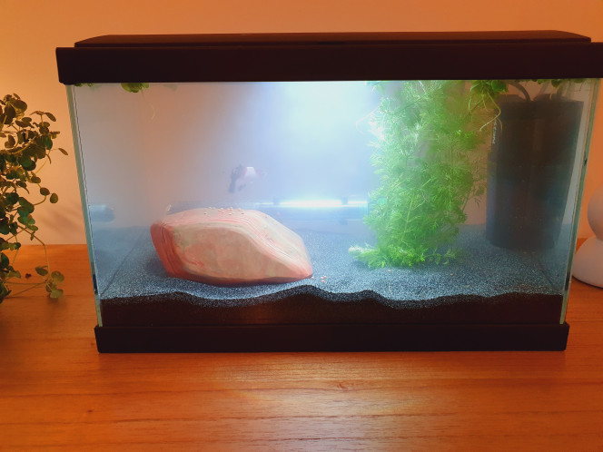  Ajout JBL nano biotopol Betta