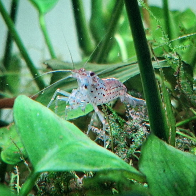 Amanos bleutées La photo ne rend pas très bien mais j'ai été surpris, hier, en introduisant mes nouvelles crevettes de leur couleur.