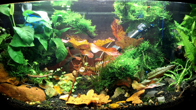 Aquarium Gribites avant changement d'éclairage. Je devrais recevoir un nouvel éclairage... Hier.

La mousse mérite une bonne taille mais j'attends la ponte de 3 crevettes. La taille et l'aspiration attendront donc un peu.