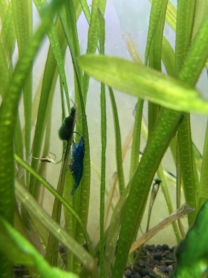 Neocaridina davidi var. "Blue" Deuxième portée bientôt