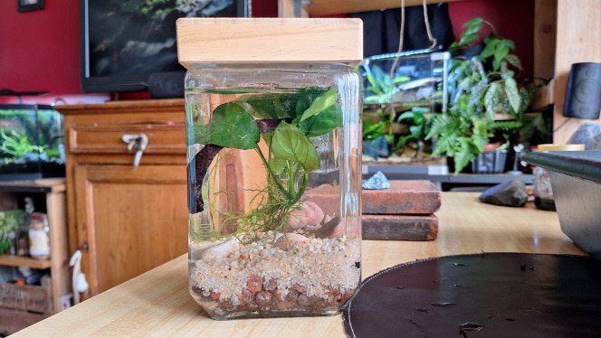 Démarrage Mise en eau d'un ancien terrarium