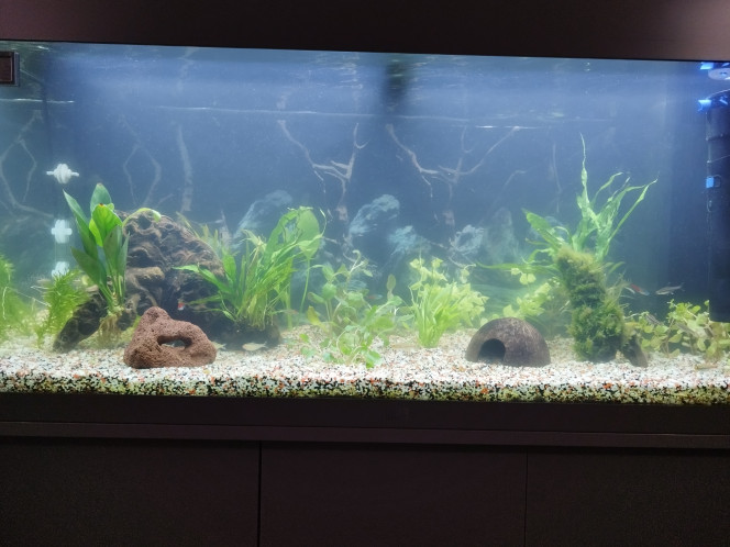 Nouvel aménagement avec nouvelles plantes 