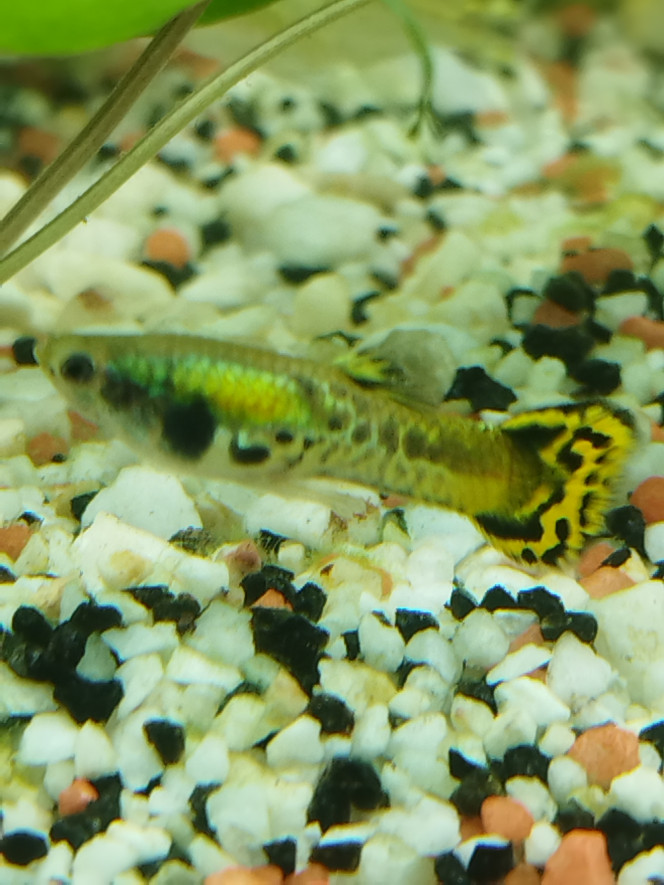 Petite guppy née chez moi 
