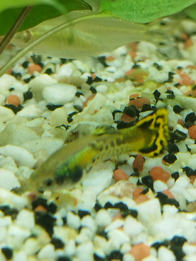 Petite guppy née chez moi 
