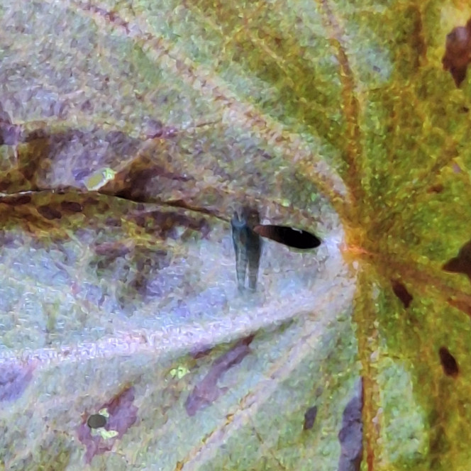 Photographie du post de ArtemusKlegg 