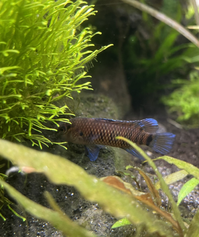 Photographie du post de Rasbora34 