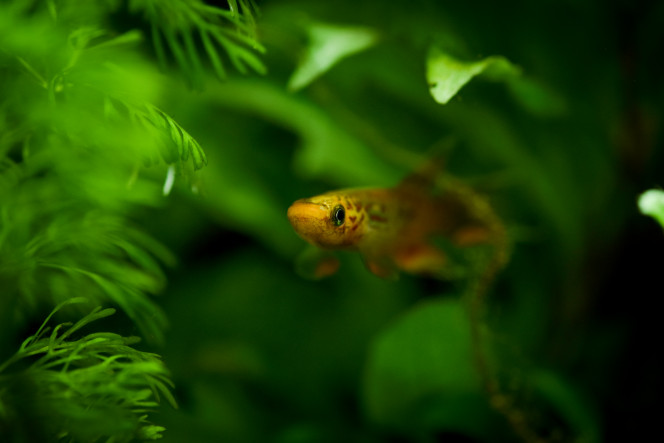  Petites photo de Barracuda, le roi de l'aquarium !