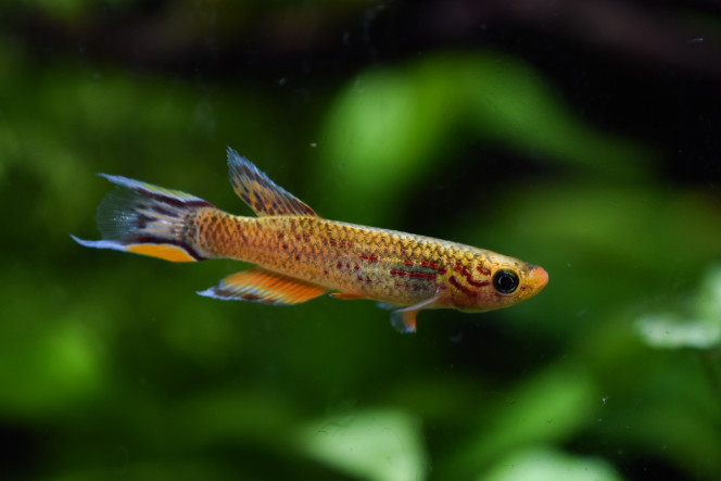  Petites photos de Barracuda, le roi de l'aquarium !