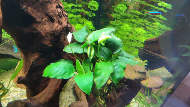 Anubias Voici une anubias qui m'a fait 2 jolies fleurs.