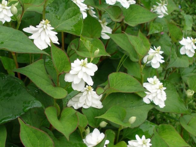Test Retrait des Macodes Lowii et Petola qui ont toutes les deux pourri et du coup, en allant chercher de la pouzzolane, je suis passée par la jardinerie de bassin et je suis tombée sur cette très jolie plante qui kiffe l'eau : Houtuyna Cordata "Flore Pleno" (Poivre de Chine à fleurs doubles). J'en ai donc acquis une  que je vais diviser en 2 ou 3 et une de ces portions va venir prendre la place des Macodes.
Les feuilles sont d'un beau vert finement bordé de rouge et sentent le poivre quand on les froisse. De