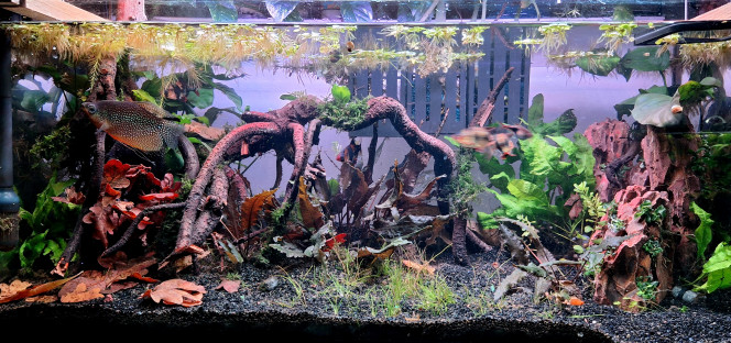 Après travaux Il y a encore pas mal de modifications envisagées.
Pour l'instant je trouve le côté okho stone artificielle. Faut que ça mûrisse et que je travaille le lien aulne /okho stone.
Enfin il me faudra des plantes d'arrière plan.