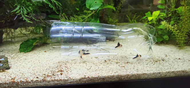 Déménagement Capture à la nasse pour les 4 Corydoras Adolfoi du 360L et direction le 1000 où ils ont rejoint 6 jeunes Adolfoi acquis ce matin.