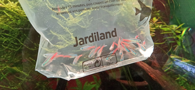 Introduction Bonne affaire aujourd'hui avec l'achat de 20 néons bleus pour la modique somme de 17,50 € (Jardiland Sud Limoges).
