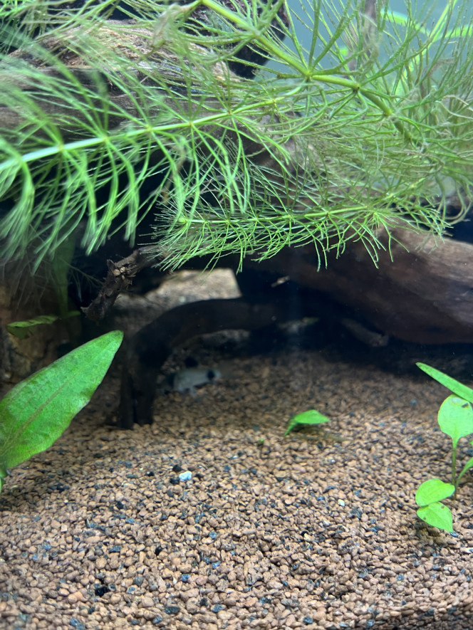  Rajout de 3 Corydoras panda